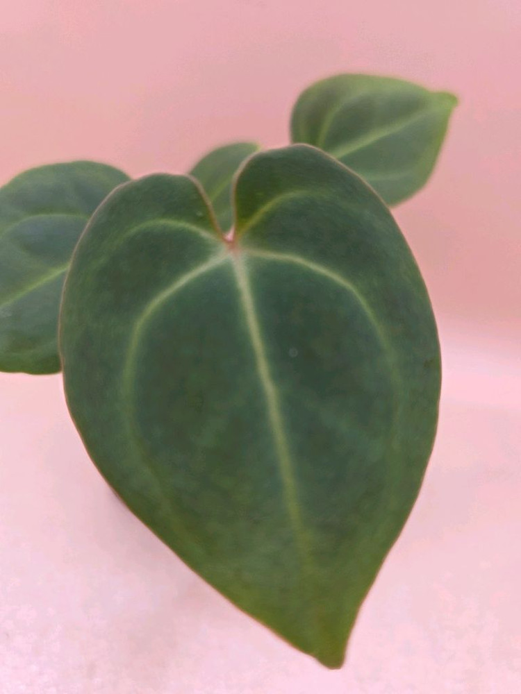 안스리움 베쎄 킹오스레크 하이브리드--1