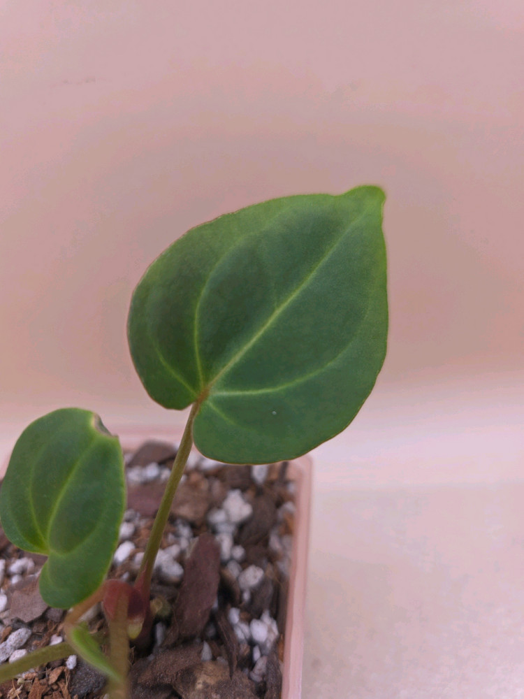 안스리움 베쎄 킹오스레크 하이브리드--3