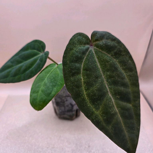 안스리움 nse레크 에오스 하이브리드