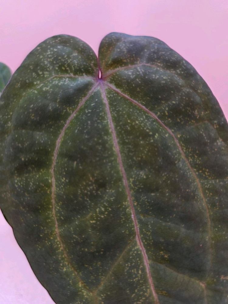 안스리움 nse레크 에오스 하이브리드--1