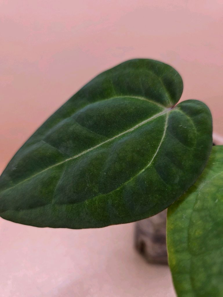 안스리움 nse레크 에오스 하이브리드--2