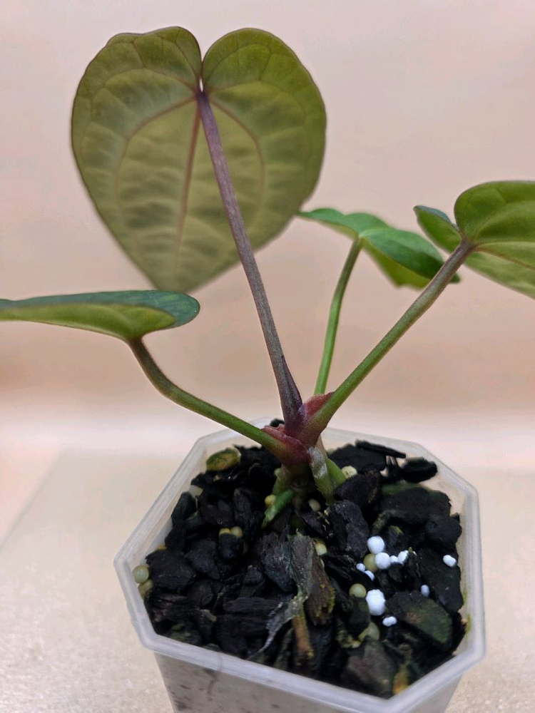 안스리움 nse레크 에오스 하이브리드--3