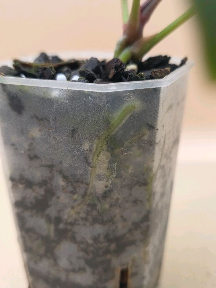 안스리움 nse레크 에오스 하이브리드--4