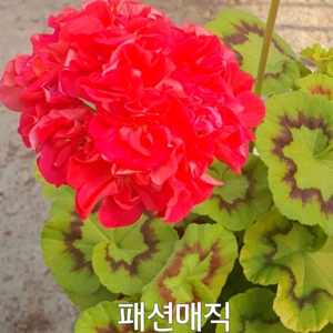 제라늄 패션매직 팬시제라늄 0.7