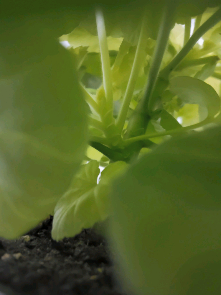 제라늄 패션매직 팬시제라늄 0.7--1