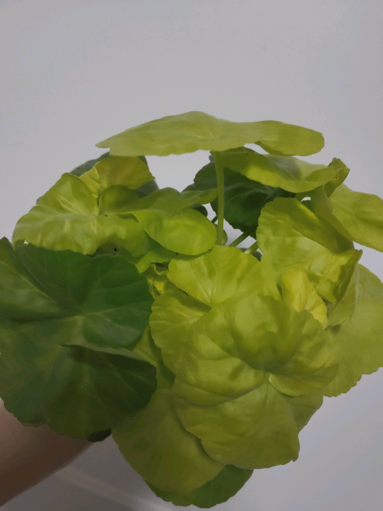 제라늄 패션매직 팬시제라늄 0.7--4