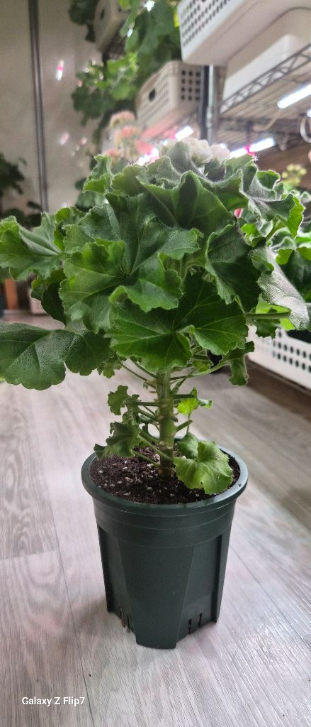 제라늄. 달빛미카엘--1