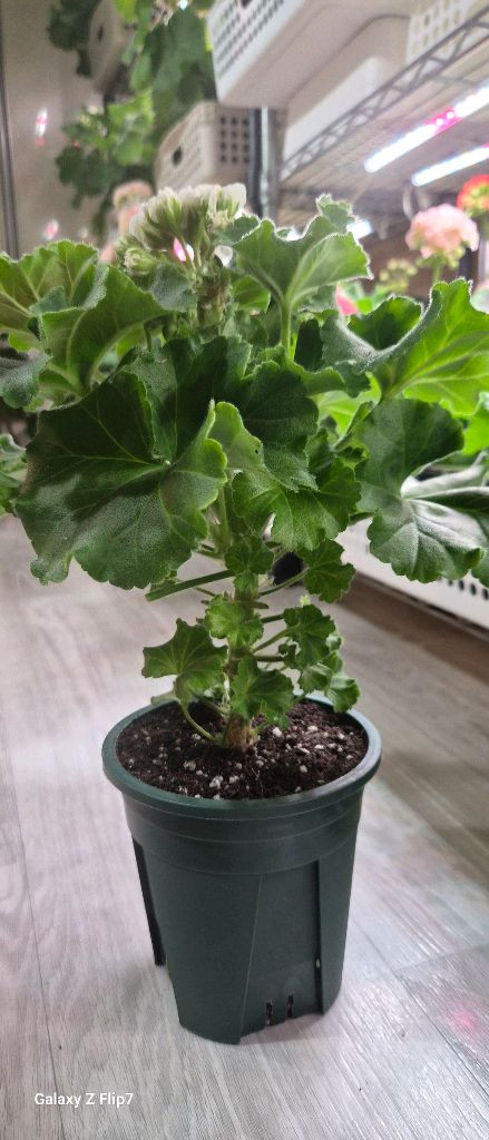 제라늄. 달빛미카엘--2