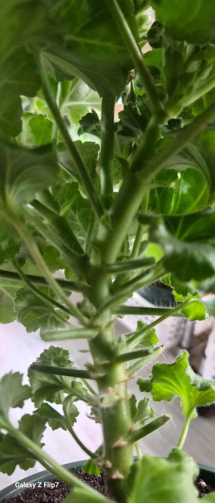 제라늄. 달빛미카엘--3