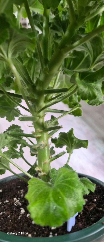 제라늄. 달빛미카엘--4