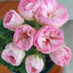 제라늄 안나자넷 꽃대 두개 겹순있음