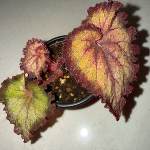 렉스베고니아 할렐루야