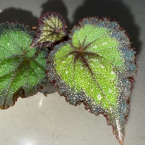 베고니아 에메랄드웨이브