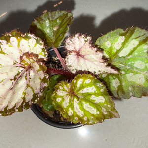 베고니아 메이드마리온