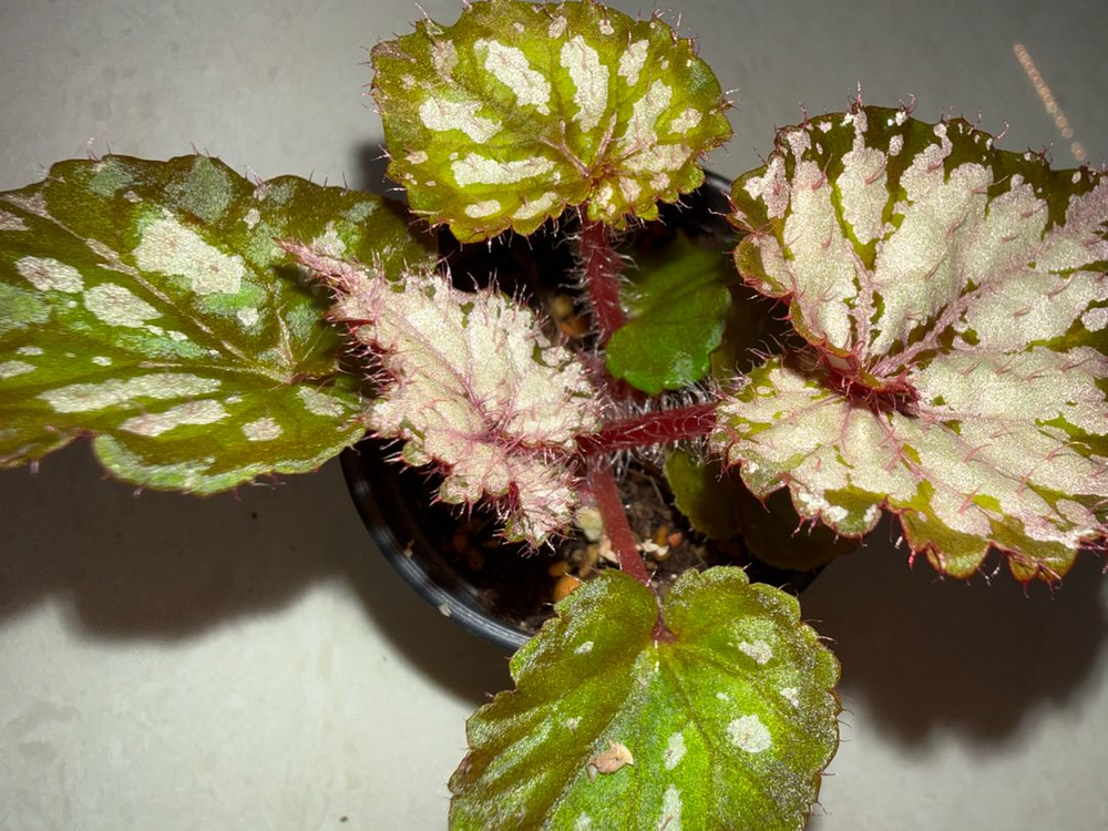 베고니아 메이드마리온--1