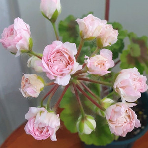 제라늄 타 엠마누엘, 러