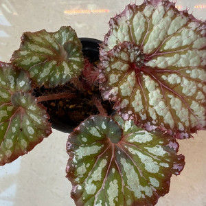 렉스베고니아 씨스프라이트