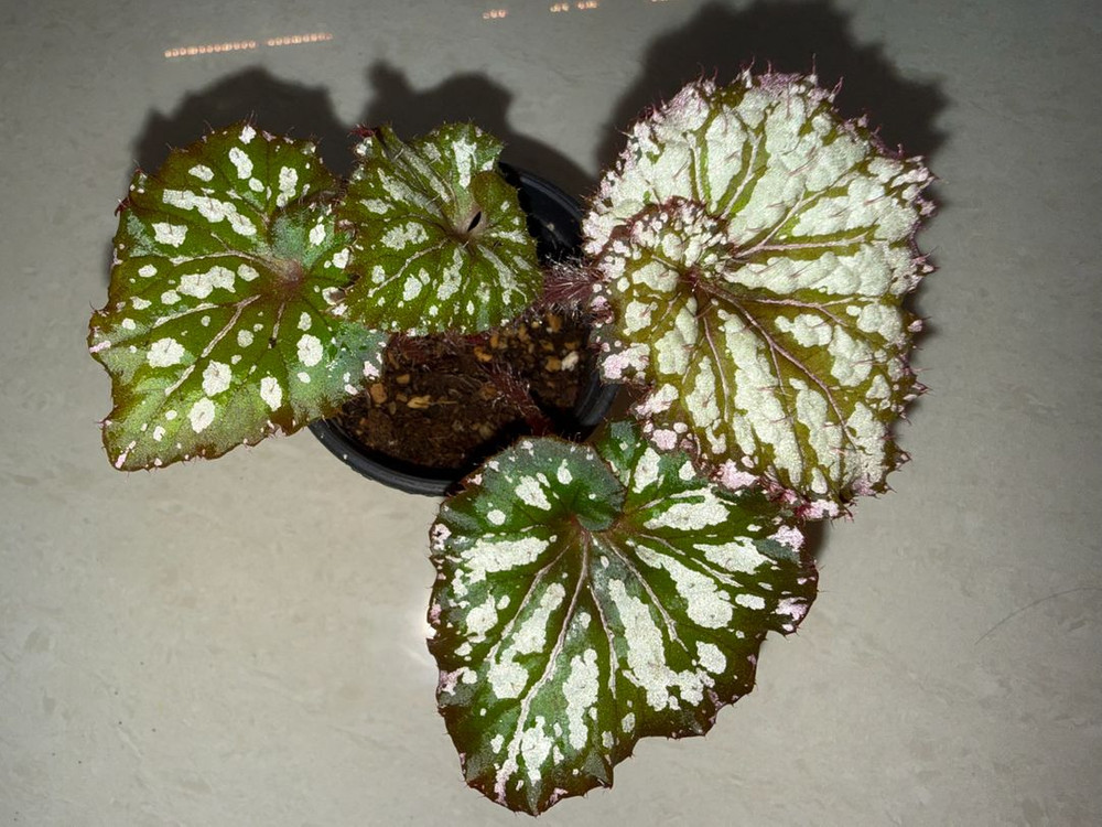 렉스베고니아 씨스프라이트--1