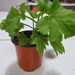 리갈제라늄 골라가세요~