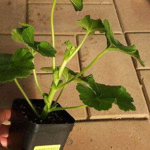 심레이디카프리스 제라늄