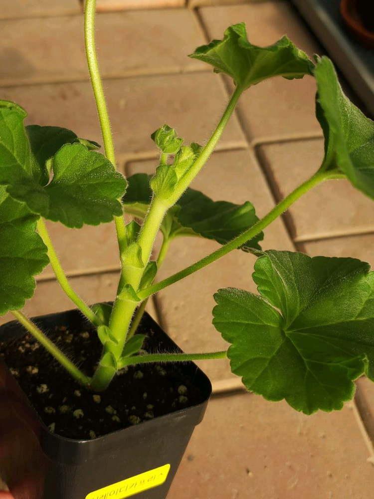 심레이디카프리스 제라늄--1