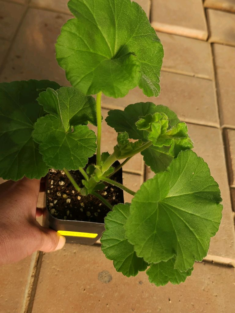 심레이디카프리스 제라늄--2