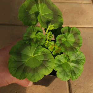 루비아담의별 제라늄