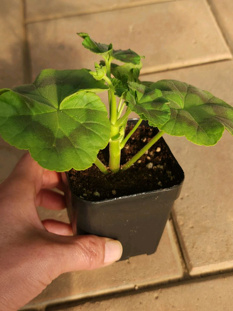 루비아담의별 제라늄--1