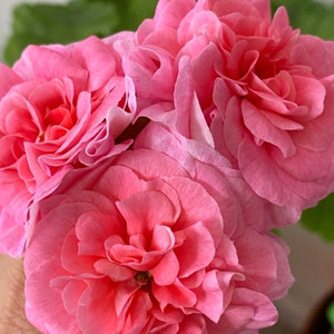 제라늄 ts플라밍고 대품