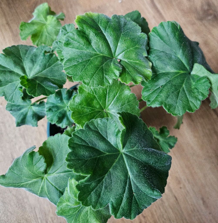 제라늄 ts플라밍고 대품--1