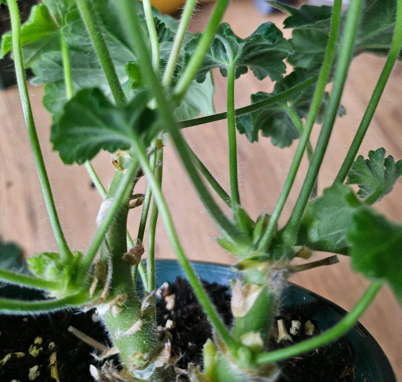 제라늄 ts플라밍고 대품--2