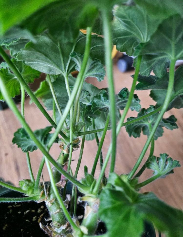 제라늄 ts플라밍고 대품--3