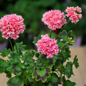 비비블리얀트 스텔라 제라늄