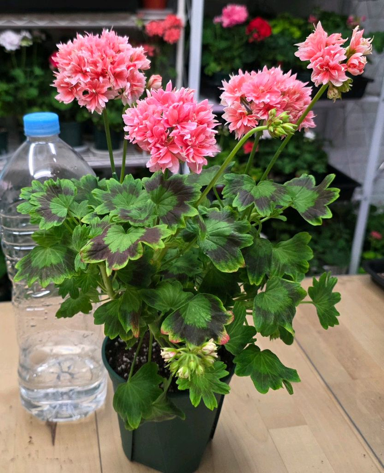 비비블리얀트 스텔라 제라늄--1