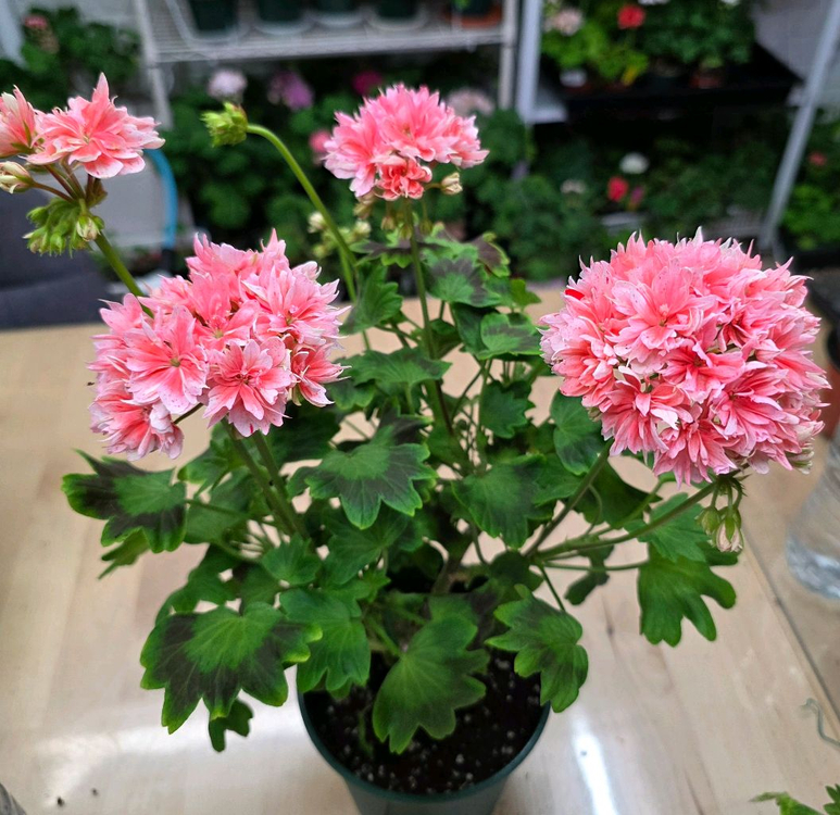 비비블리얀트 스텔라 제라늄--2