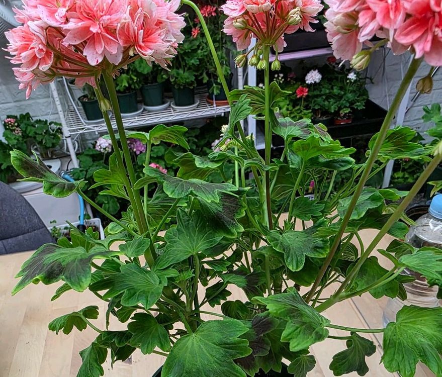 비비블리얀트 스텔라 제라늄--3