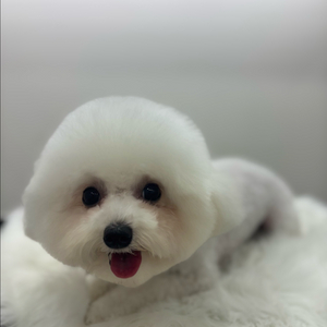 메랜 메이플랜드 닉네임 초S급 구해봐요 이미지