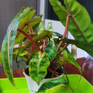 필로덴드론 빌리에티에 바리에가타(조배X)