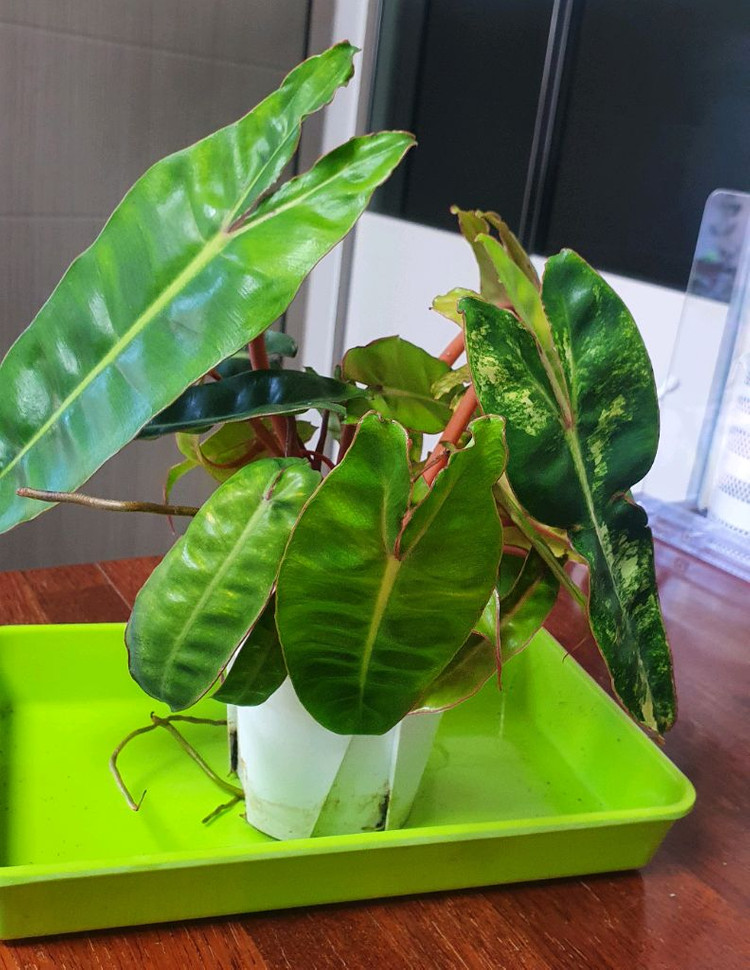 필로덴드론 빌리에티에 바리에가타(조배X)--1