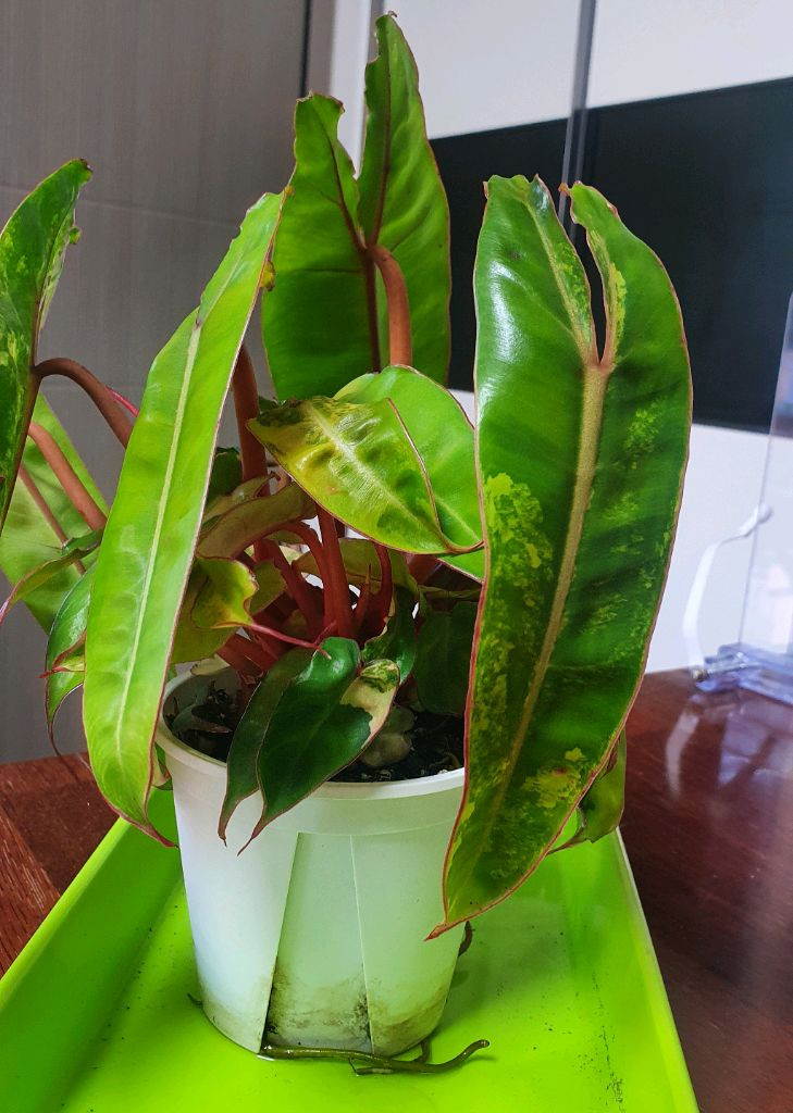 필로덴드론 빌리에티에 바리에가타(조배X)--2