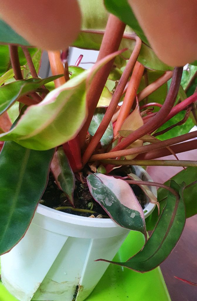 필로덴드론 빌리에티에 바리에가타(조배X)--3