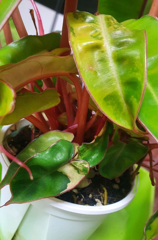 필로덴드론 빌리에티에 바리에가타(조배X)--5