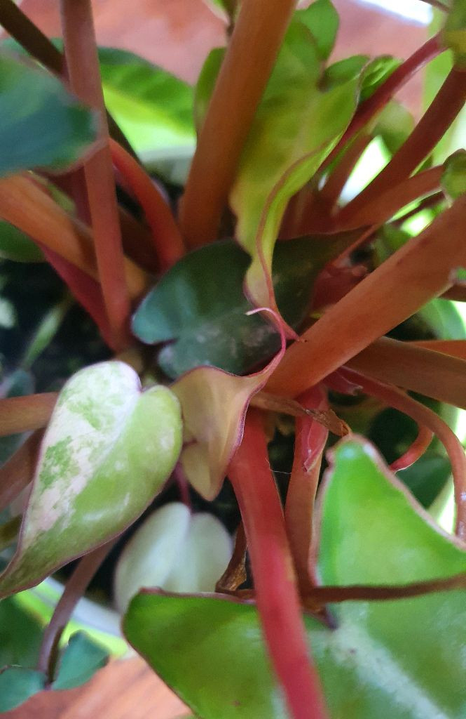 필로덴드론 빌리에티에 바리에가타(조배X)--6