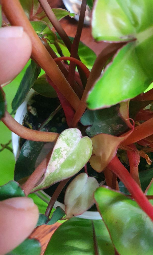 필로덴드론 빌리에티에 바리에가타(조배X)--7