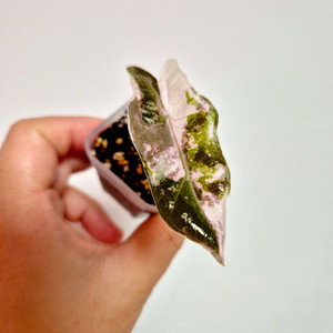 알로카시아 푸세이도 핑크 바리에가타