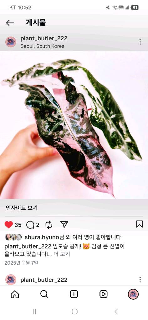 알로카시아 푸세이도 핑크 바리에가타--2