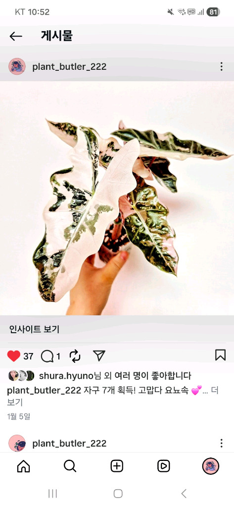 알로카시아 푸세이도 핑크 바리에가타--3