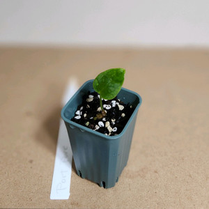 안스리움 포르틸레(도리토스,스콧코헨)