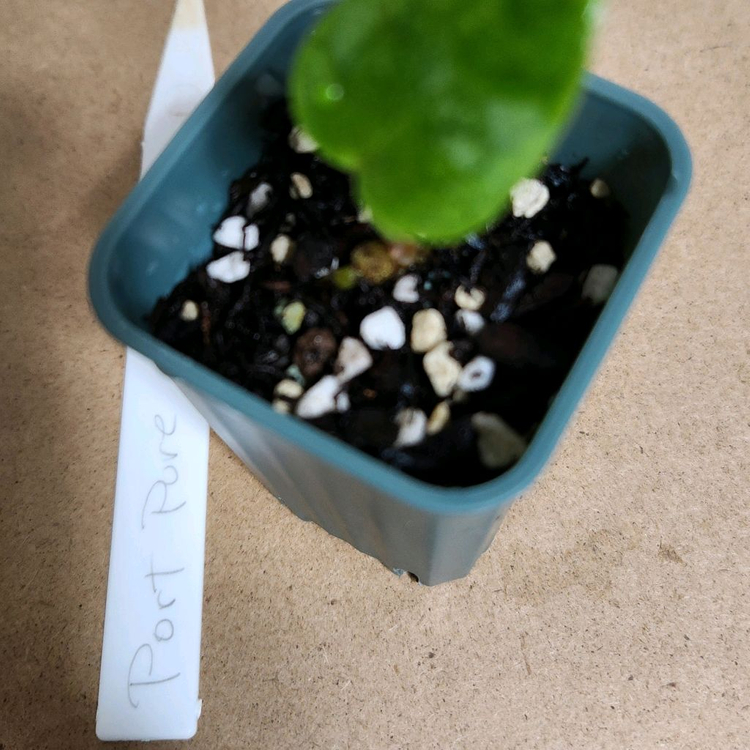 안스리움 포르틸레(도리토스,스콧코헨)--1