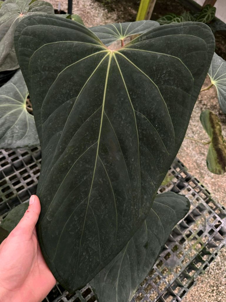 안스리움 포르틸레(도리토스,스콧코헨)--3